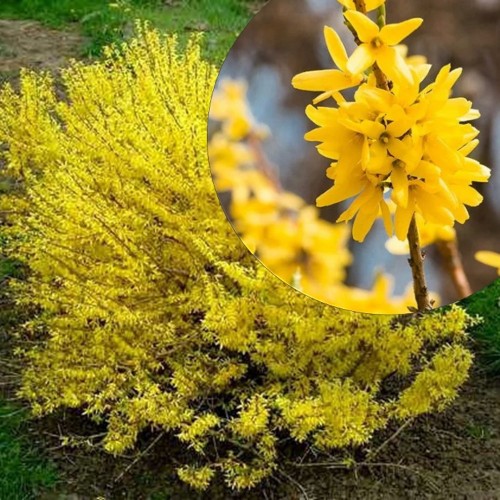 Forsythia 'Maluch' - Värdforsüütia 'Maluch' P9/0,55L